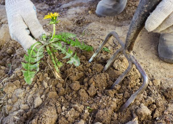 Luge med greb. Foto: Wikimedia