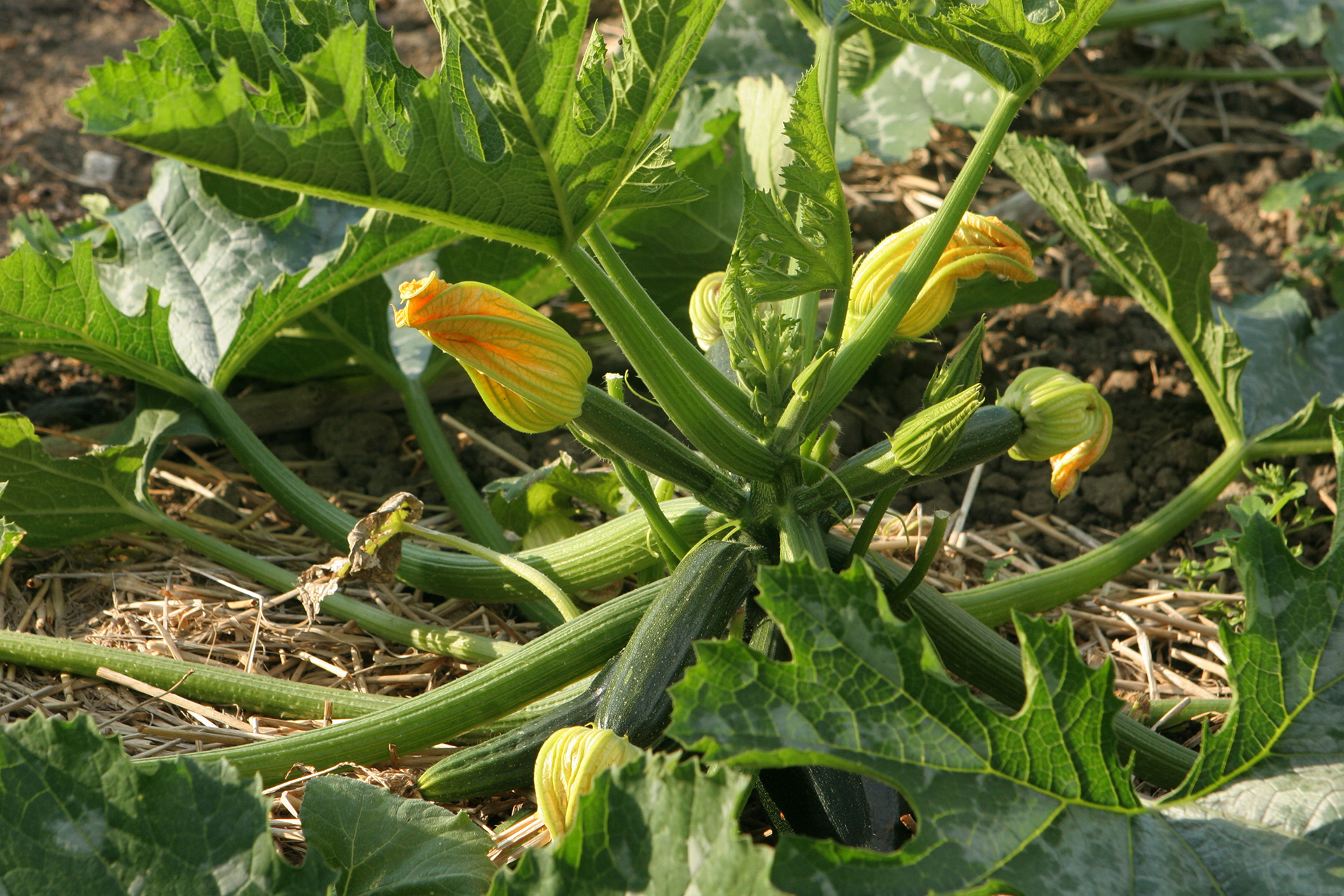 Squash i blomst. Foto: Karna Maj