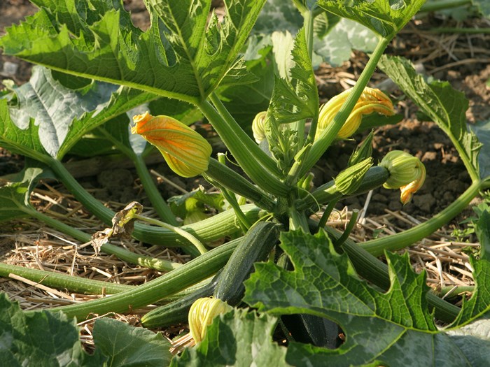Squash i blomst. Foto: Karna Maj