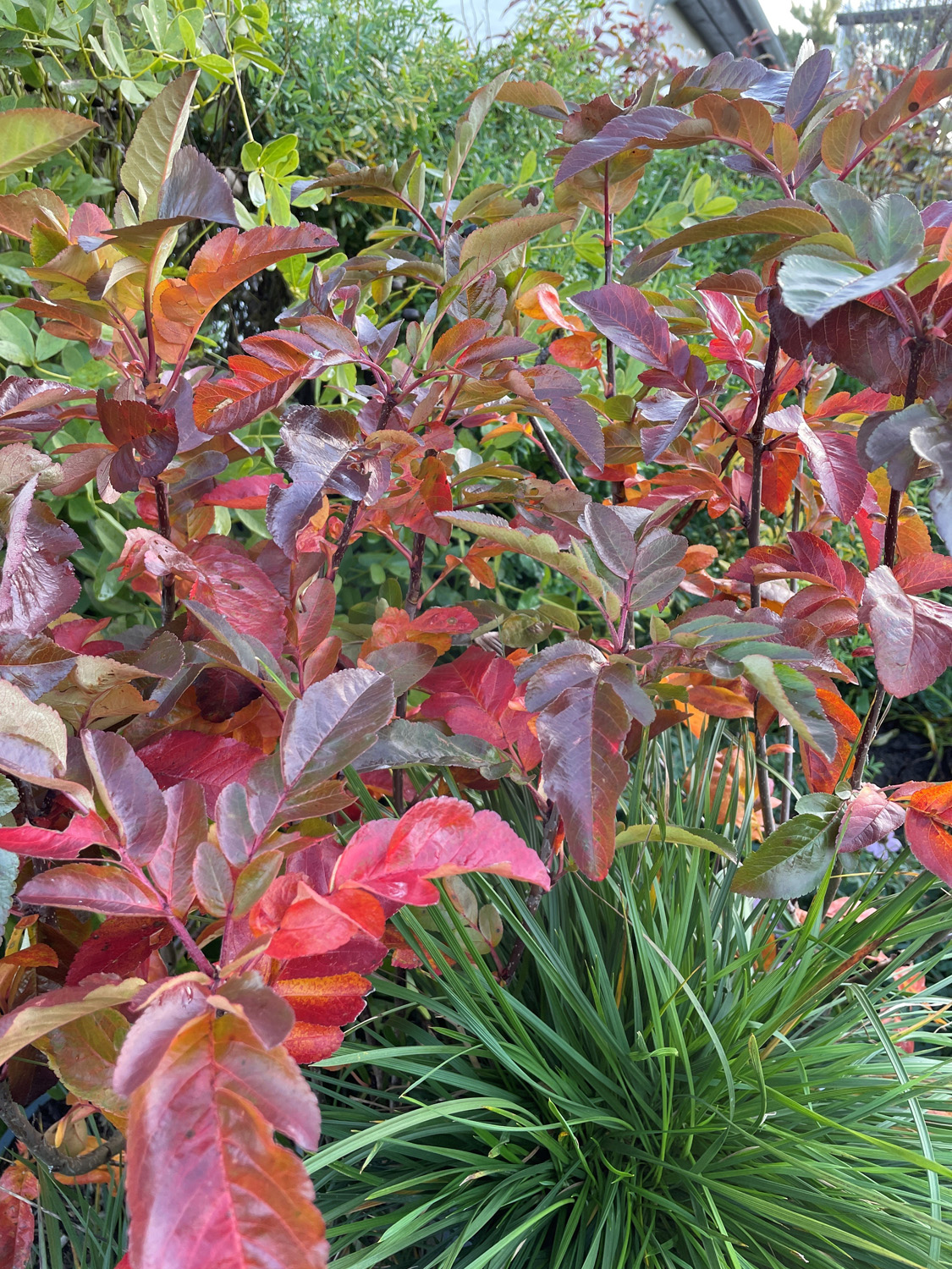 Aroniarøn, Sorbus x 'Burka'. Foto: GC Plant