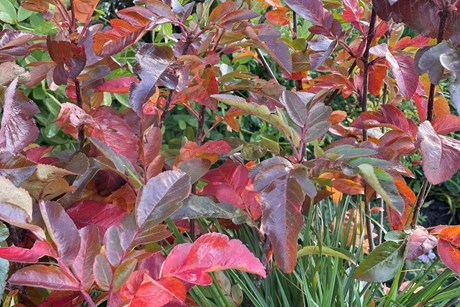 Aroniarøn, Sorbus x 'Burka'. Foto: GC Plant