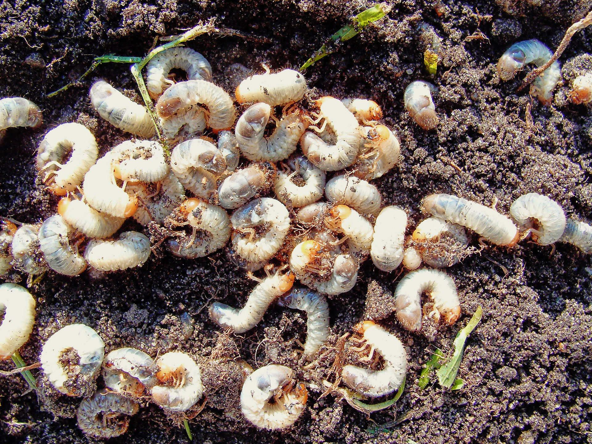 Gåsebillelarver. Foto: Susanne Harding