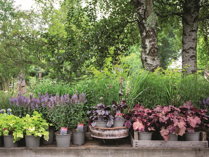 Stauder klar til udplantning. Foto: Frank Kirkegaard