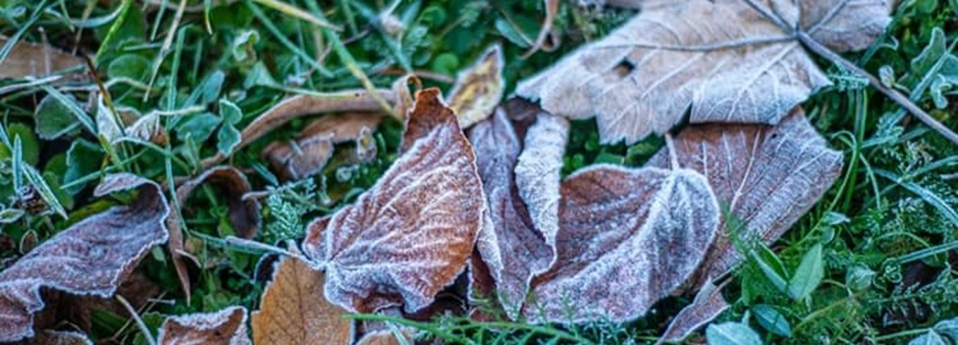 Gør haven klar til nattefrost. Undgå frost og skader i vandhane og planter.