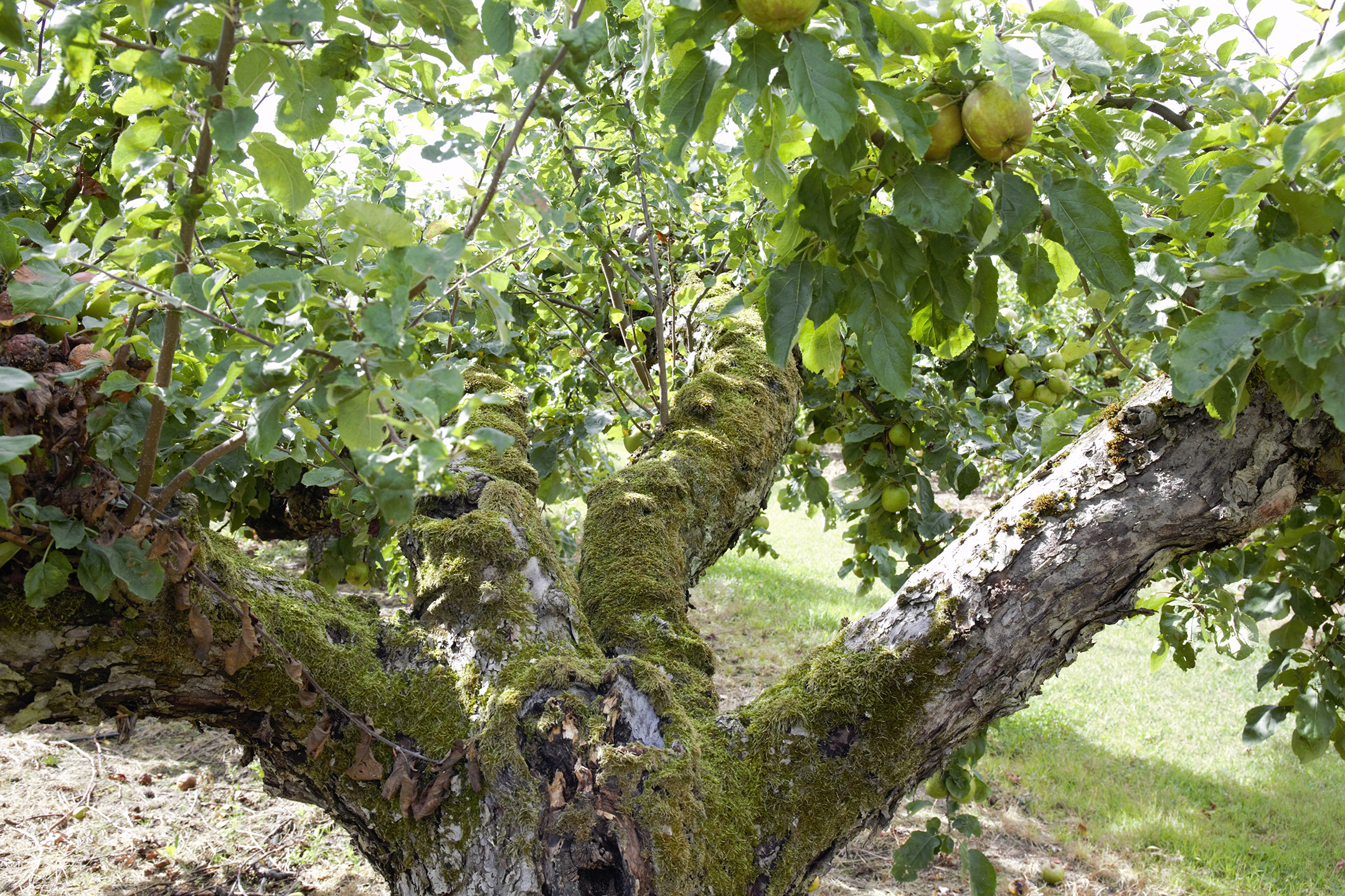 Gammelt æbletræ. Foto: Frank Kirkegaard