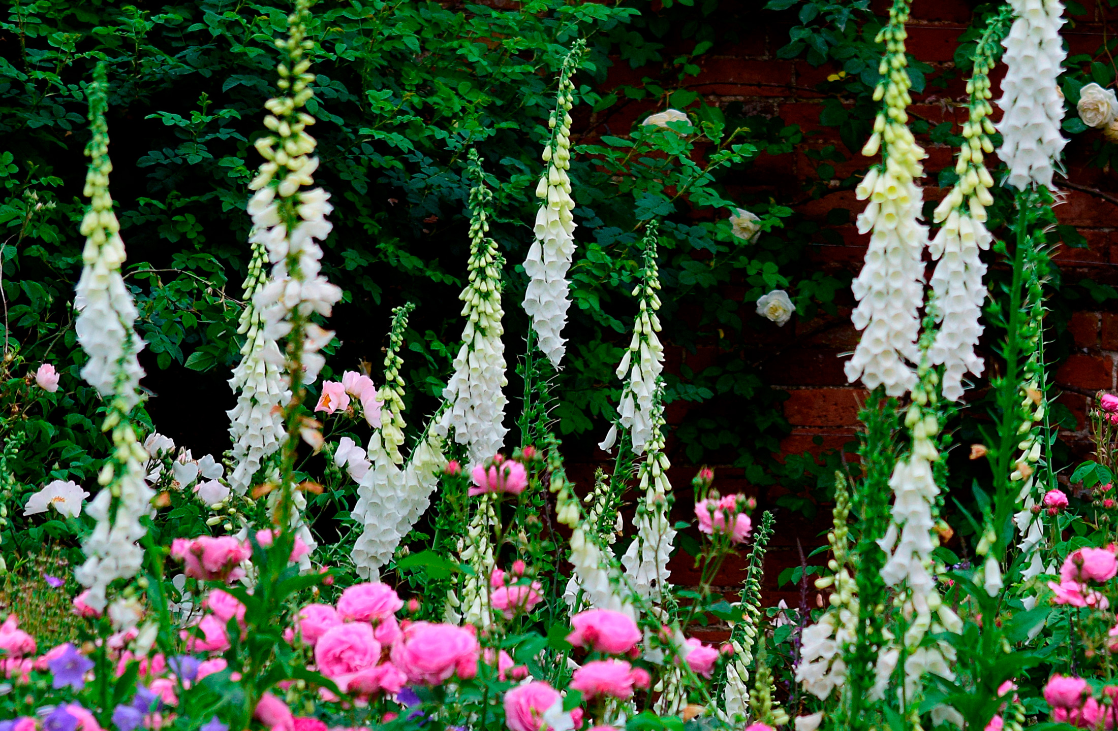 Fingerbøl, Digitalis purpurea 'Alba'. Foto: Flickr/Mark
