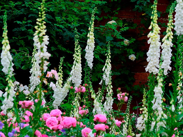 Fingerbøl, Digitalis purpurea 'Alba'. Foto: Flickr/Mark