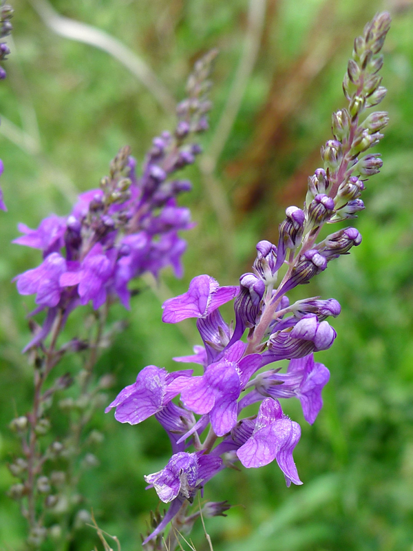 Purpurtorskemund, Linaria purpurea. Foto: Flickr/Gailhampshire
