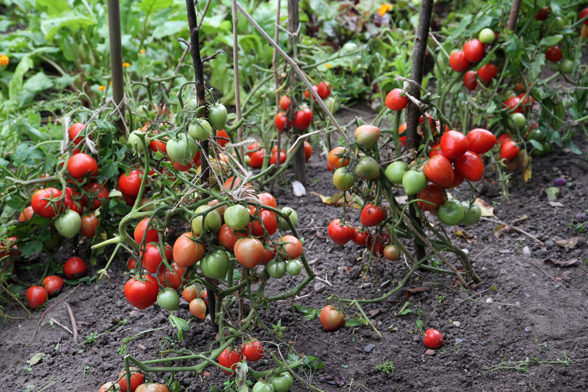 Busktomater på friland har fået fjernet alle blade, som blev angrebet af kartoffelskimmel, netop som tomaterne er ved at være modne. De fleste nåede at modne, men mest fordi det var tørt og solrigt. Foto: Karna Maj