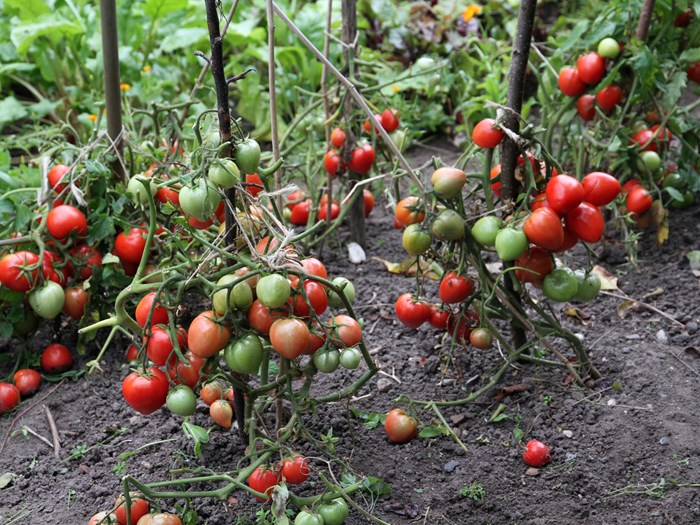 Busktomater på friland har fået fjernet alle blade, som blev angrebet af kartoffelskimmel, netop som tomaterne er ved at være modne. De fleste nåede at modne, men mest fordi det var tørt og solrigt. Foto: Karna Maj