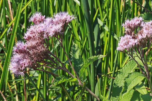 Plettet hjortetrøst, Eutrochium maculatum (syn. Eupatorium maculatum). Foto: Flickr