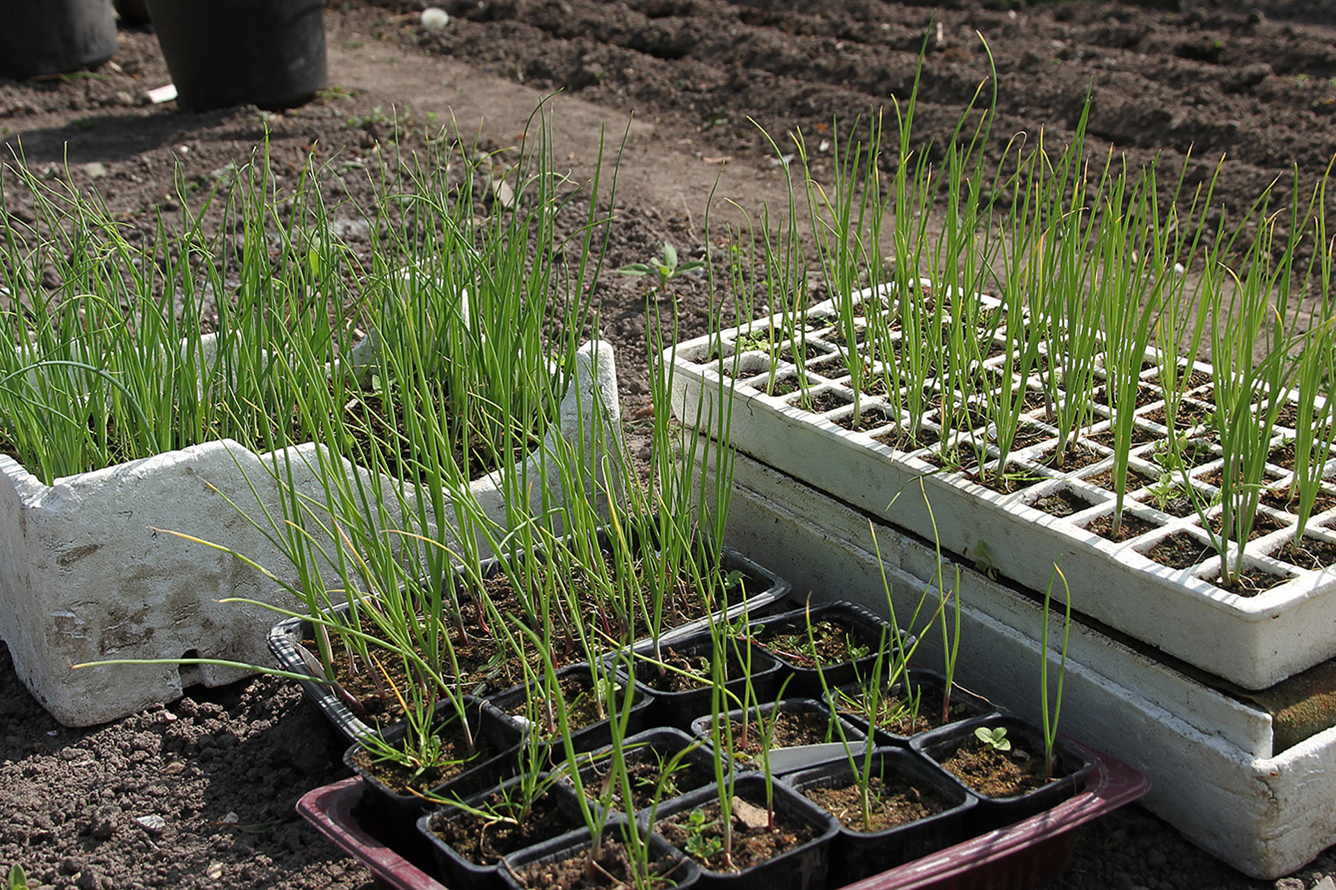 Løgplanter står udenfor til afhærdning. Foto: Karna Maj