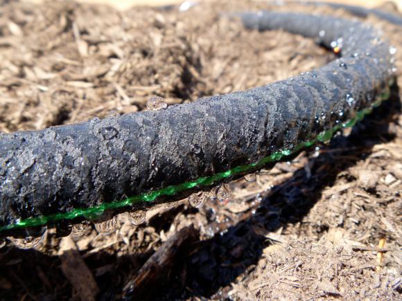 Siveslange. Foto: Flickr