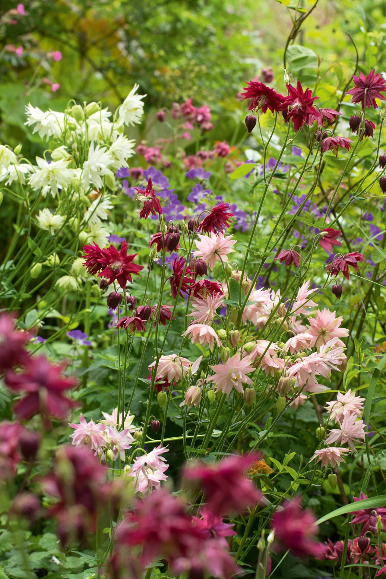 Forskellige sorter af de såkaldte klematisblomstrende akeleje. Haveselskabet