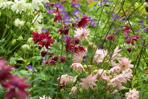 Forskellige sorter af de såkaldte klematisblomstrende akeleje. Haveselskabet
