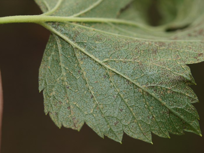 Hornskjoldlus, Parthenolecanium corni, på solbær. Foto: Magnus Gammelgaard, Plantedoktor og gartneritekniker