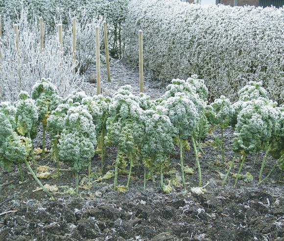 Grønkål overvintrer i bedet. Foto: Magnus Gammelgaard