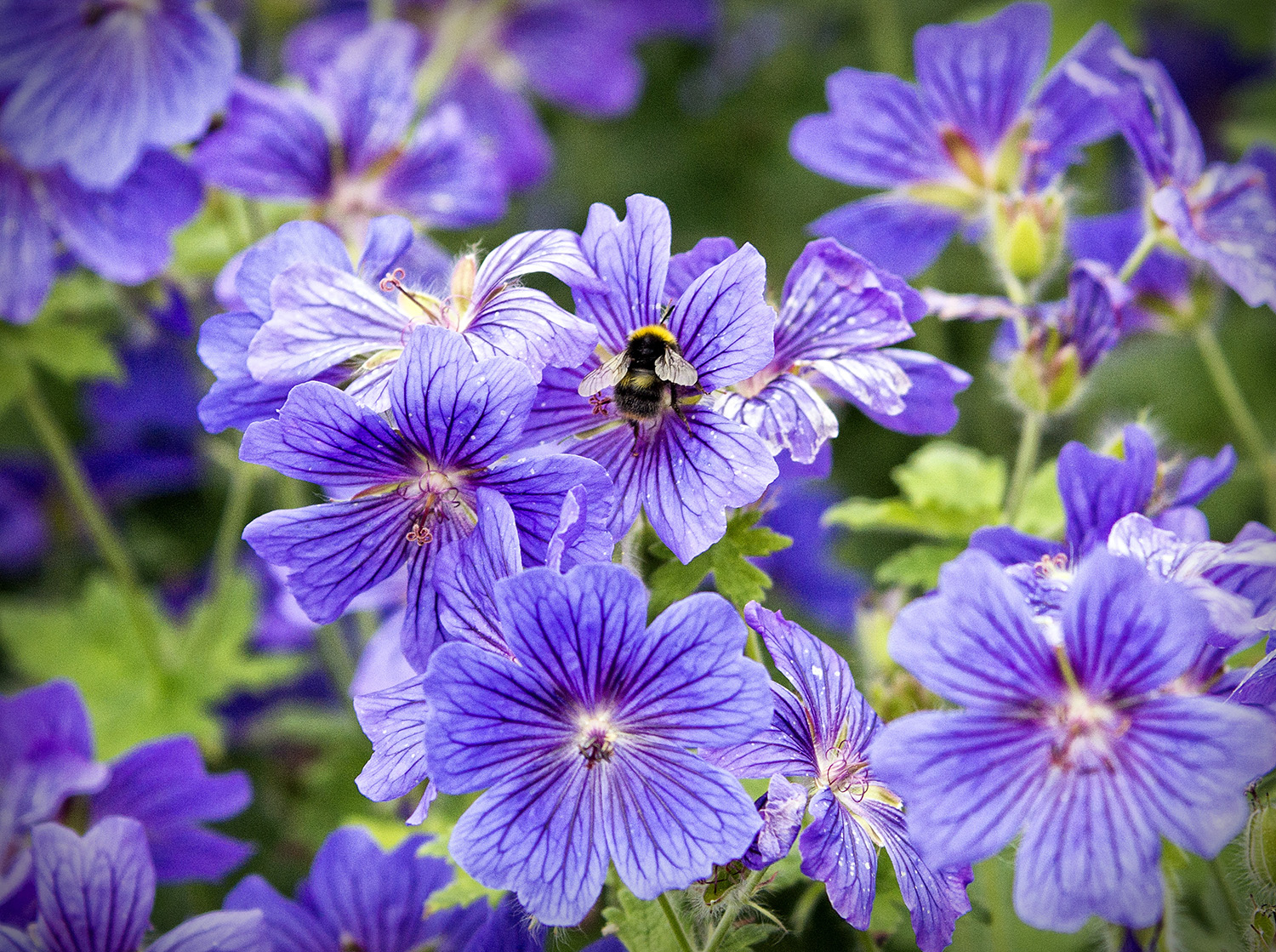Storkenæb er nemme stauder som også tilbyder mad til bierne. Foto: Flickr/ Marc