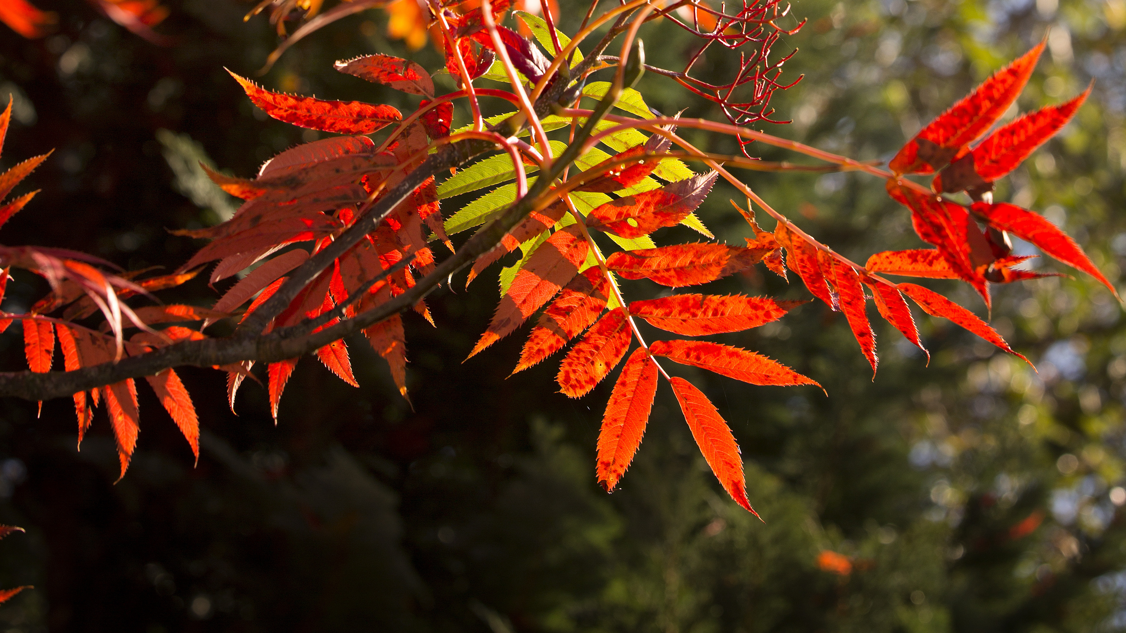 Glødende efterårsfarver. Foto: Henrik Bjerg