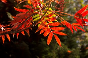 Glødende efterårsfarver. Foto: Henrik Bjerg
