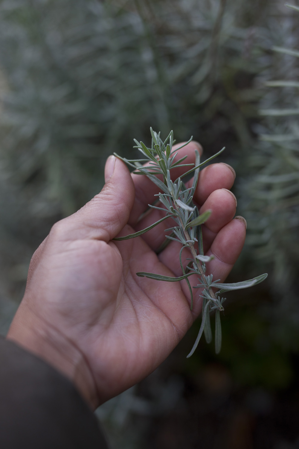Lavendelstilk Foto: Esther Geneser 