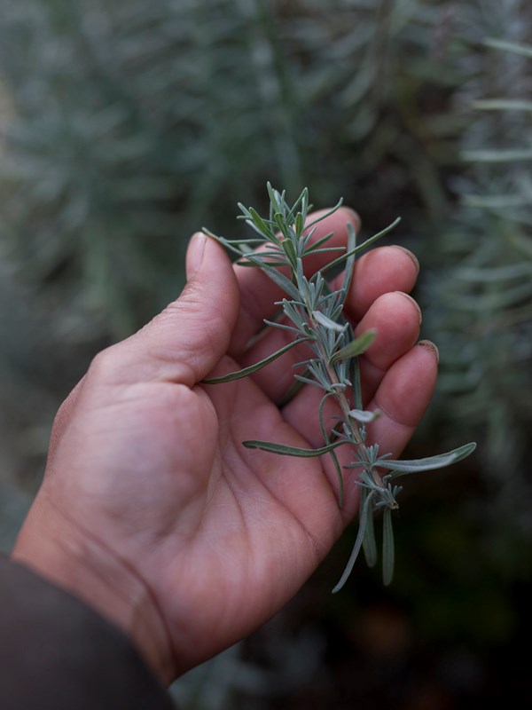 Lavendelstilk Foto: Esther Geneser