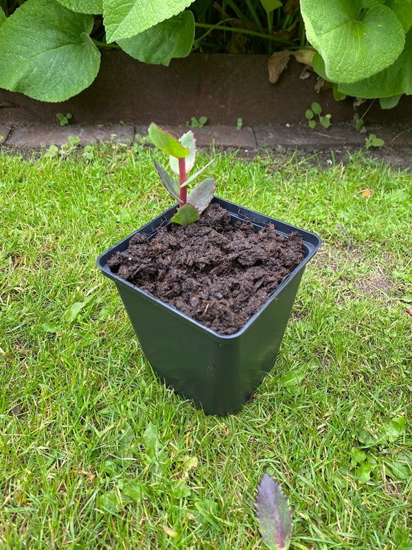 Stiklingen stikkes i en potte med jord. Foto: Haveselskabet