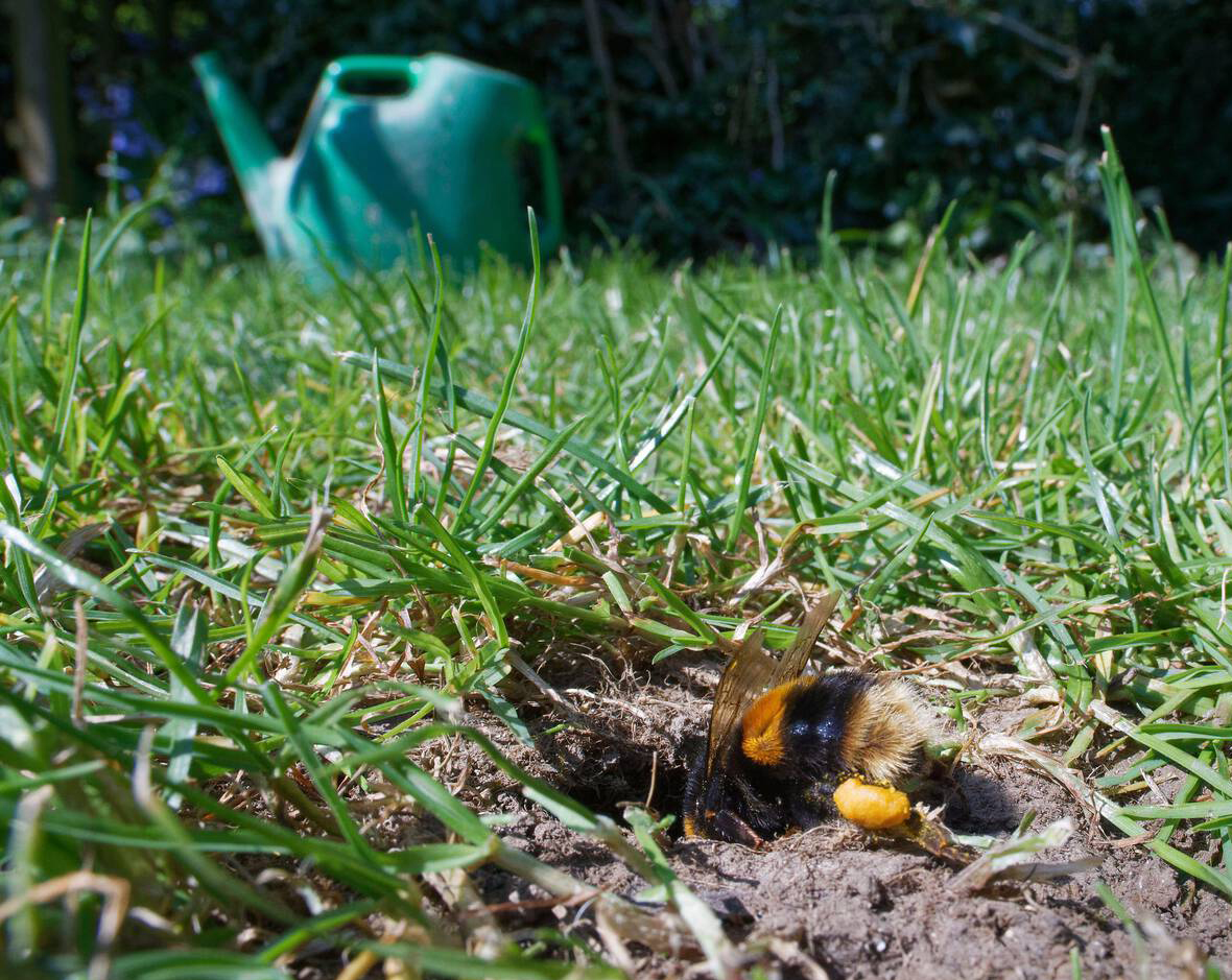 Humlebier laver reder, bl.a. i huller i træer eller under jorden. Her er en mørk jordhumle, Bombus terrestris, på vej ned i sin rede efter at have været ude og samle pollen. Foto: Nick Upton / Alamy Stock Photo.