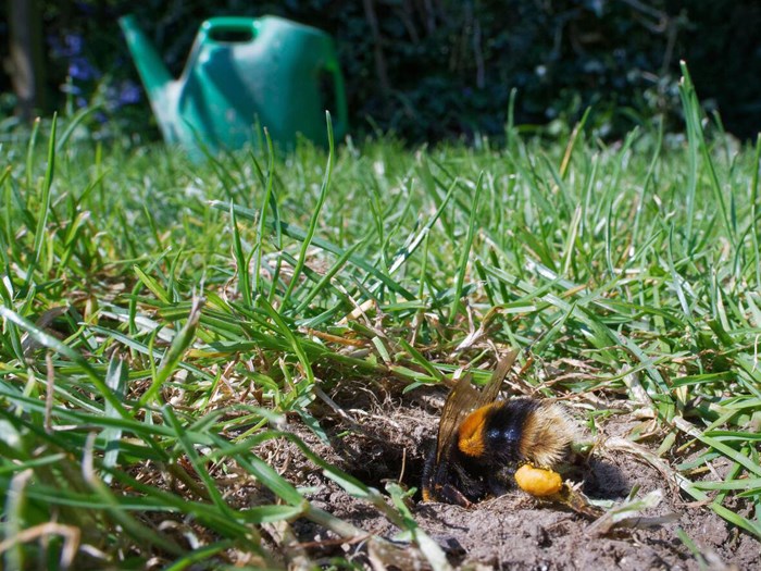 Humlebier laver reder, bl.a. i huller i træer eller under jorden. Her er en mørk jordhumle, Bombus terrestris, på vej ned i sin rede efter at have været ude og samle pollen. Foto: Nick Upton / Alamy Stock Photo.