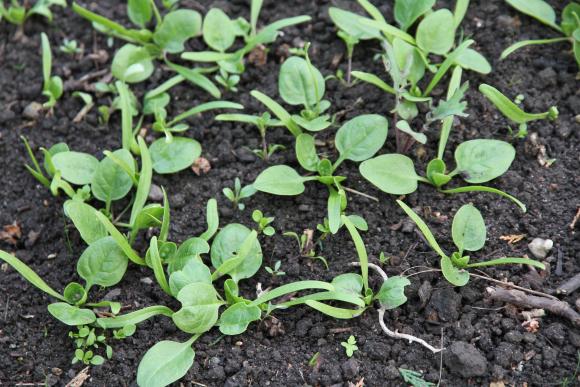 Spinatspirer, bredsået. Foto: Karna Maj