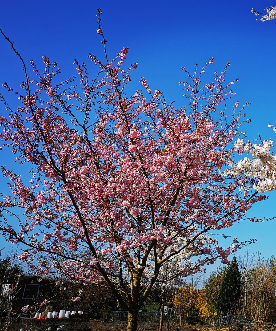 Prydkirsebær, Prunus Accolade. Foto: Flickr: Dolf Van Der Haven