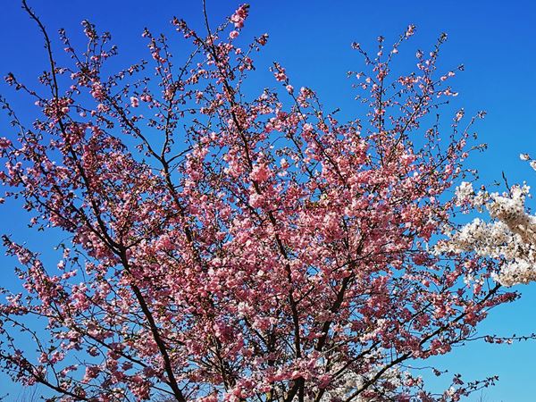 Prydkirsebær, Prunus Accolade. Foto: Flickr: Dolf Van Der Haven