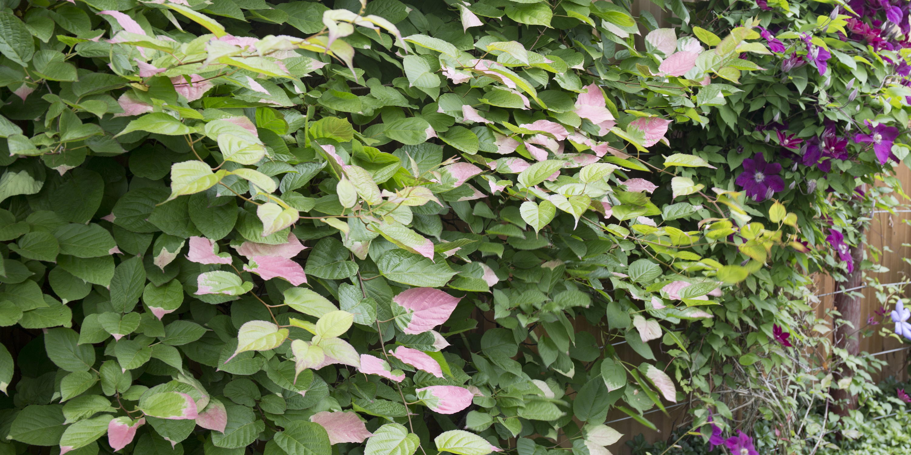 Kamæleonbusk, Actinidia kolomikta. Foto: Frank Kirkegaard
