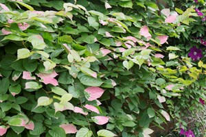 Kamæleonbusk, Actinidia kolomikta. Foto: Frank Kirkegaard