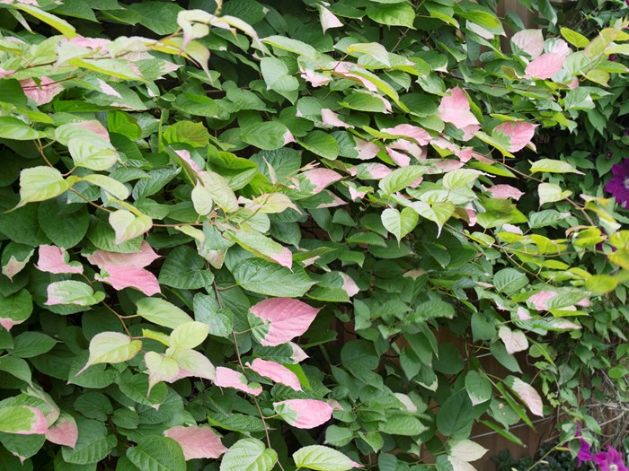 Kamæleonbusk, Actinidia kolomikta. Foto: Frank Kirkegaard
