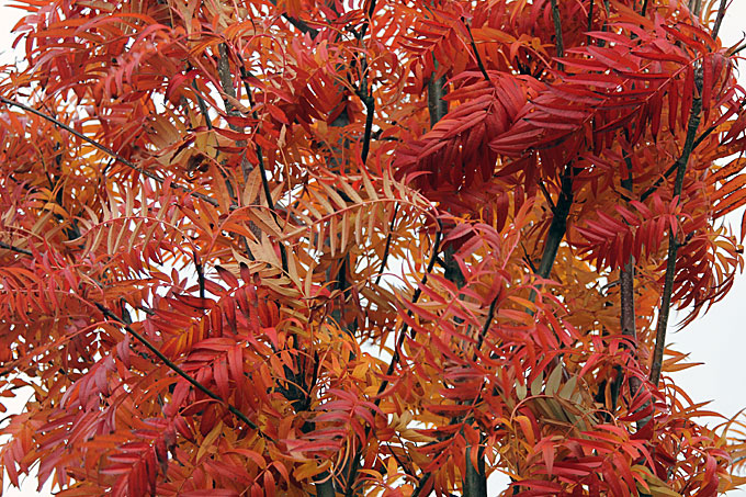 Røn, Sorbus ‘Dodong’. Foto: Jeanette Thysen