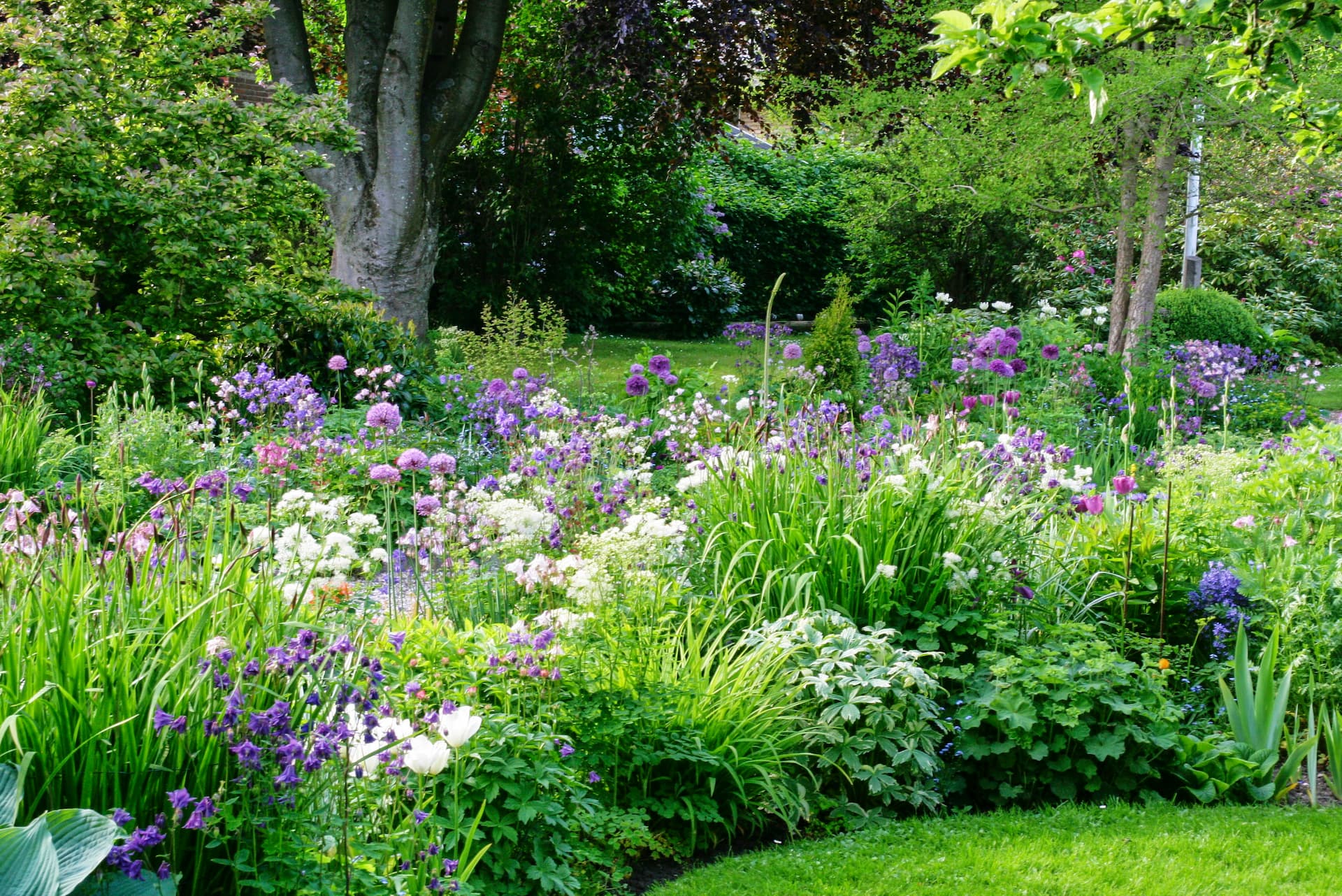 Staudebed hvor akeleje stikker op med sine slanke stængler. Foto: Sophia Gardner