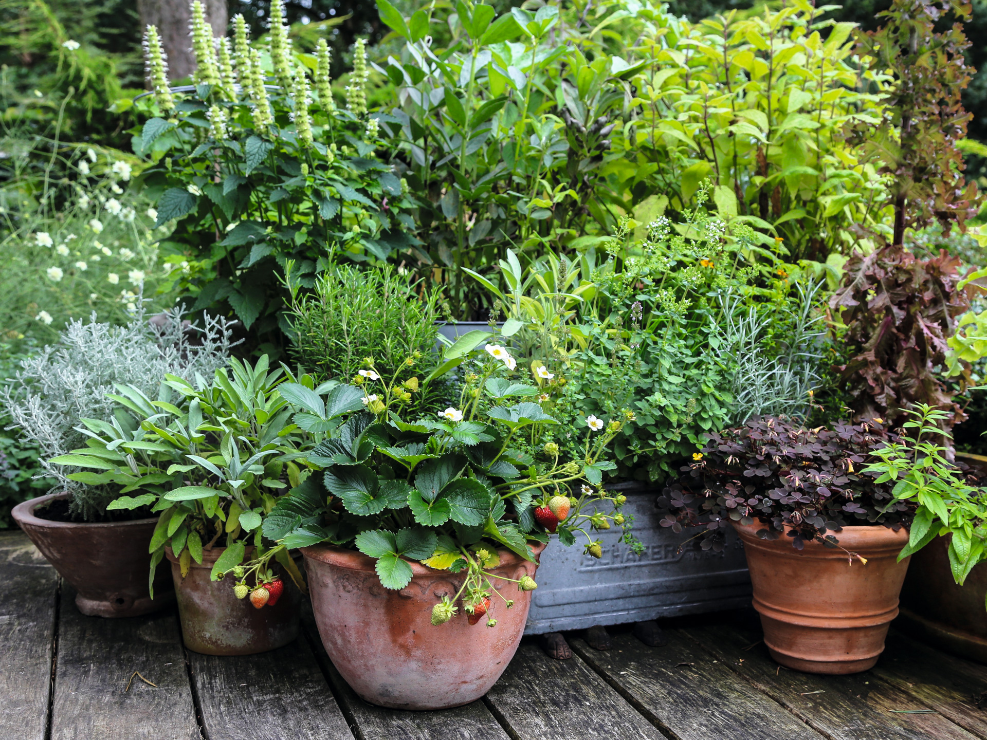 Krukker til både pryd og nytte. Her er plantet bl. a. salvie, jordbær, rosmarin, en karryplante og vulkansurkløver. Foto: Jeanette Thysen