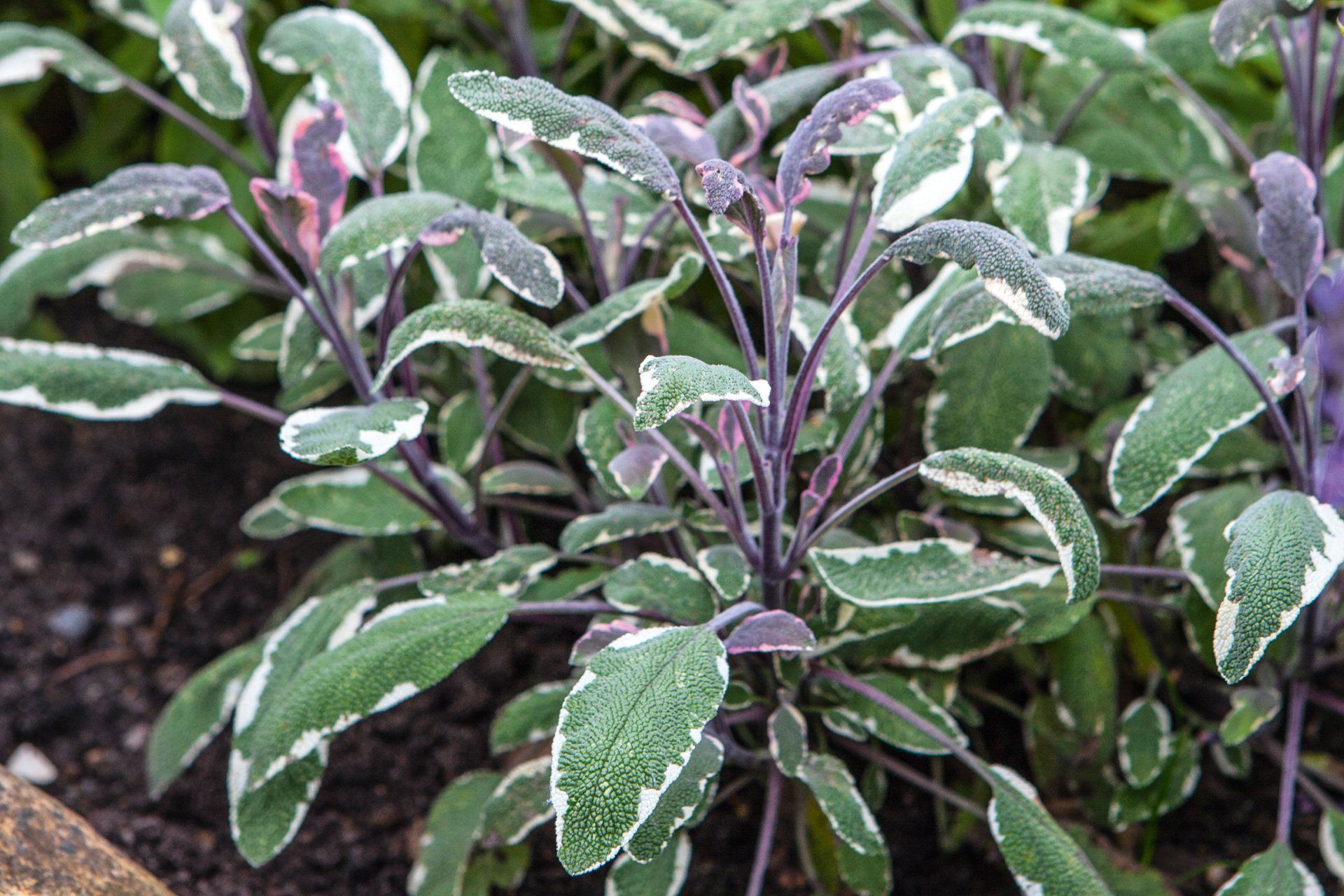 Lægesalvie 'Tricolor'. Foto: Stuart Mcintyre
