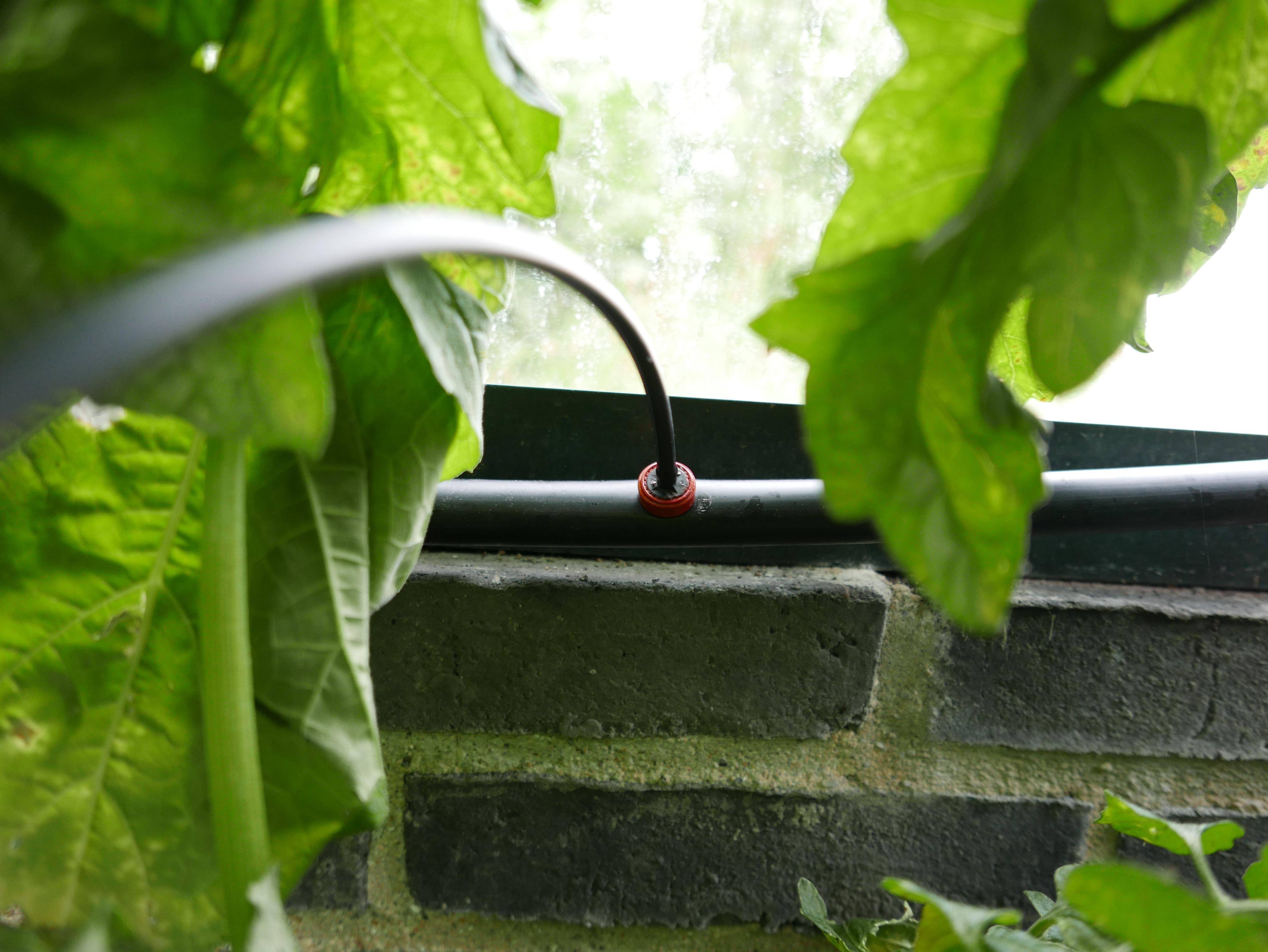 Fødeslange. Foto: Bodil Damgaard Petersen