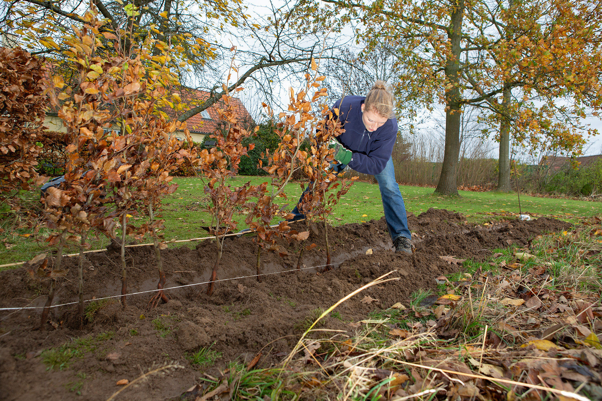 Plantning af bøgehæk i efteråret. Foto: Lene K