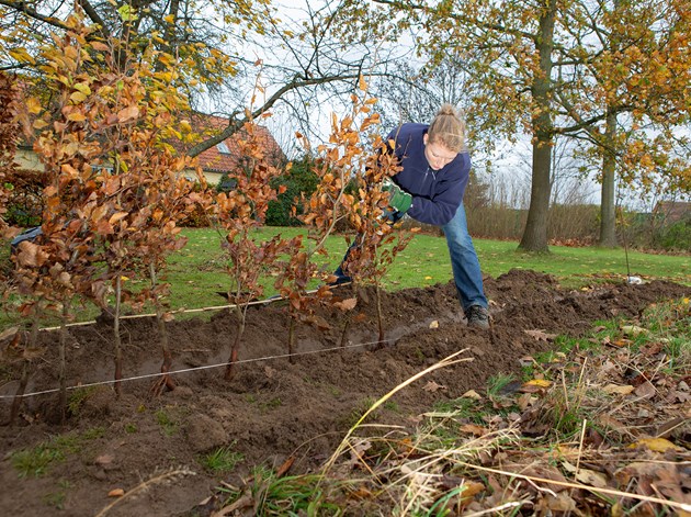 Plantning af bøgehæk i efteråret. Foto: Lene K