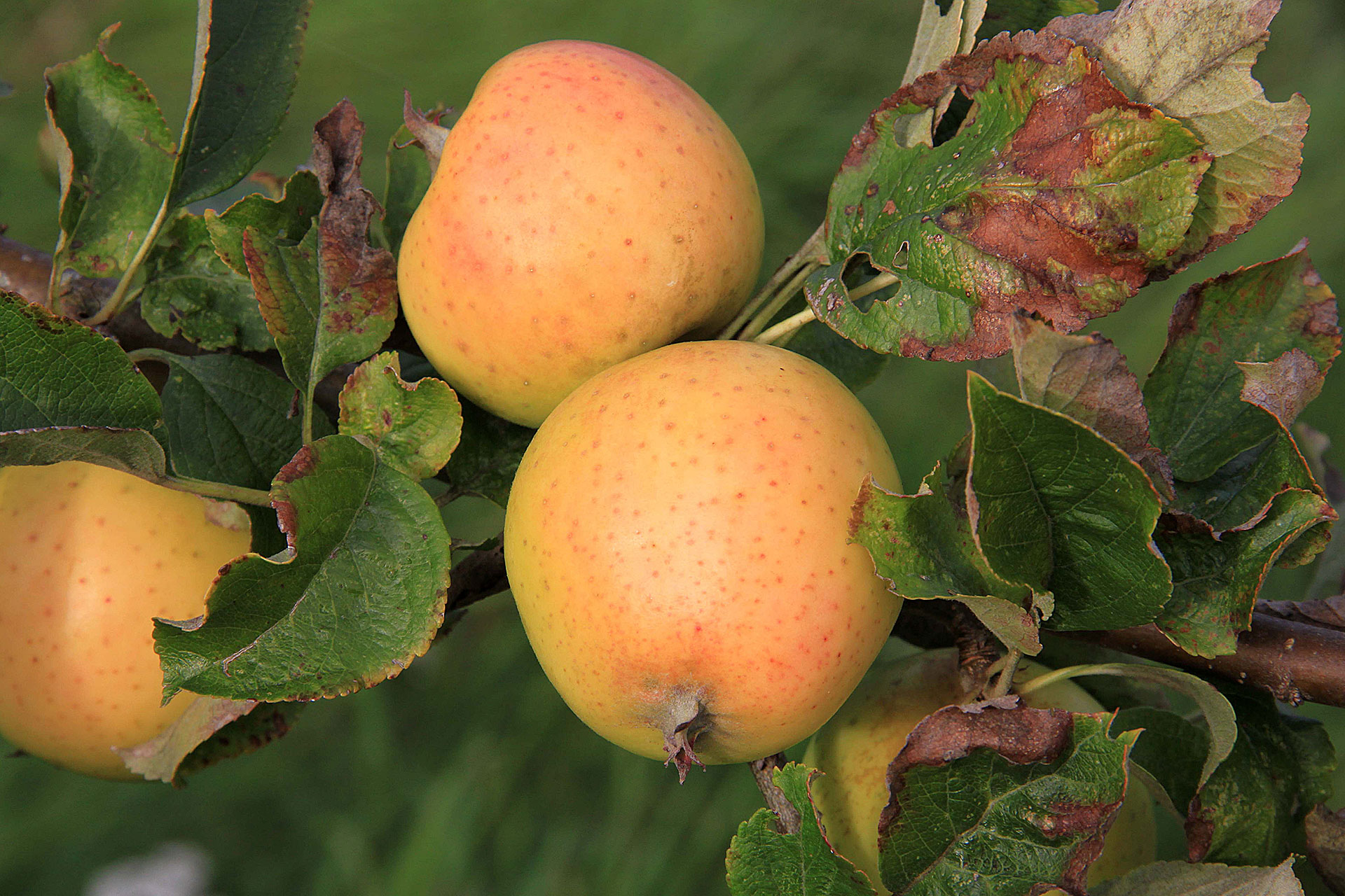 Æble 'Ananas Reinette'. Foto: Maren Korsgaard