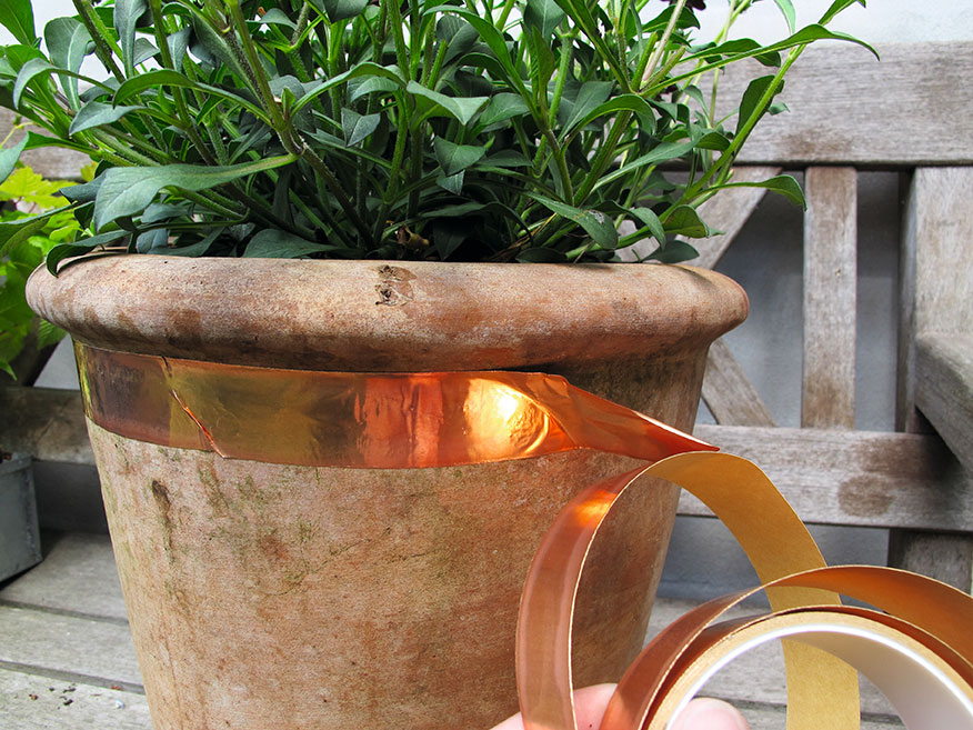 En stribe kobbertape om krukken for at gøre det besværligt for sneglene. Foto: Lotte Bjarke