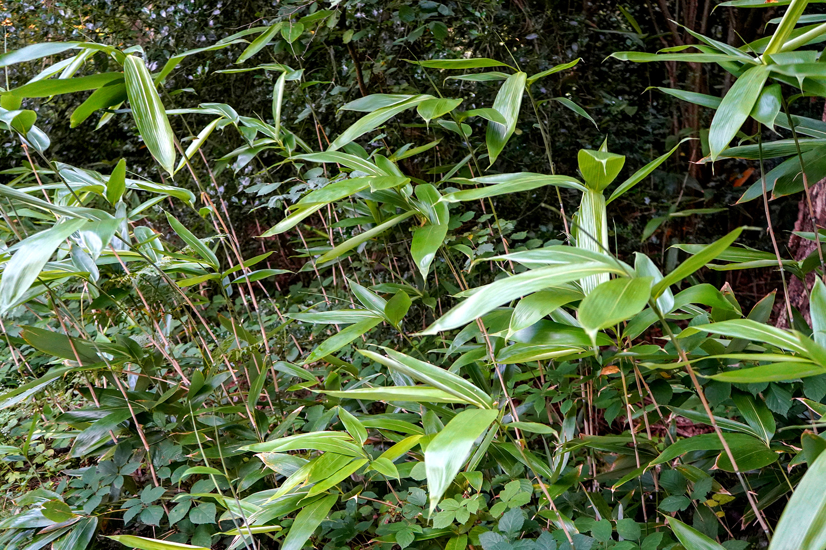 Palmebladet bambus, Sasa palmata. Foto: Istock/Robert Moore