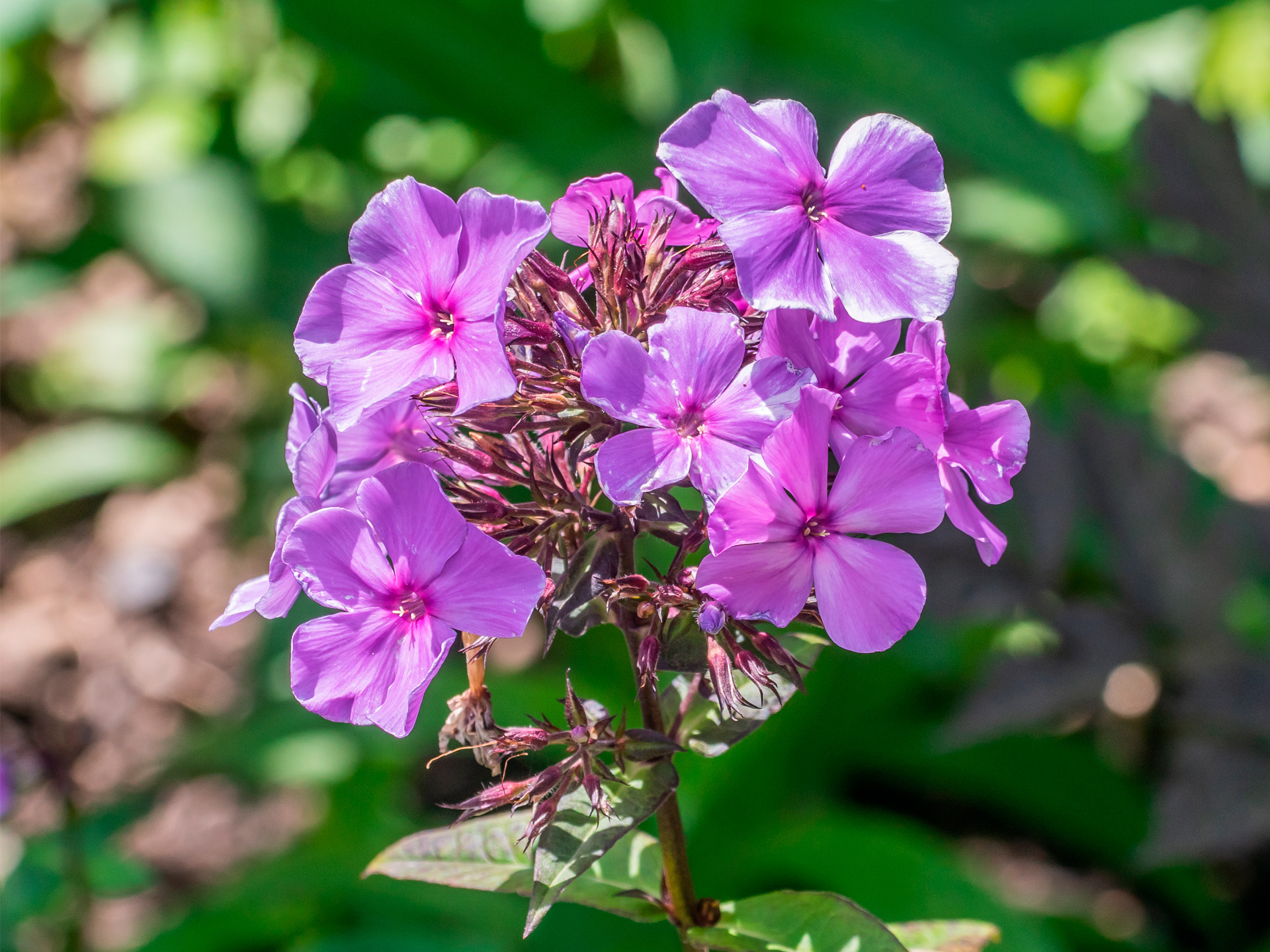 Floks, Phlox paniculata 'Blue Paradise'. Foto: Wikimedia