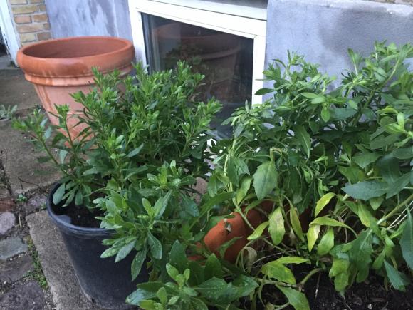 Spanske margeritter står godt beskyttet op ad husmuren, og klarer en mild vinter udendørs. Foto: Haveselskabet