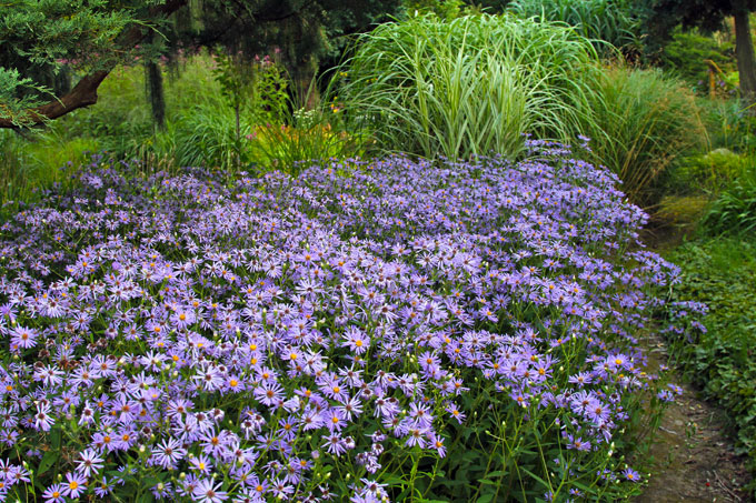 Storbladet asters, Eurybia macrophylla 'Twilight'