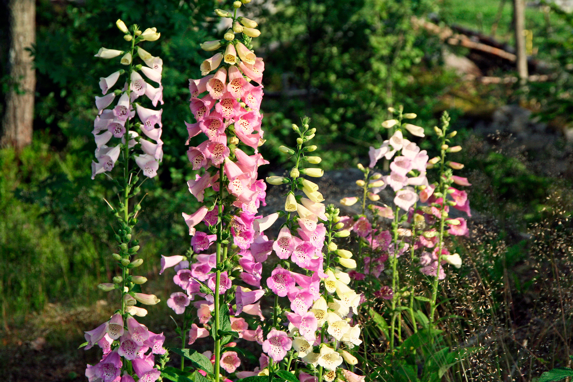 Planter til cottagehaven - stauder, sommerblomster og vilde arter