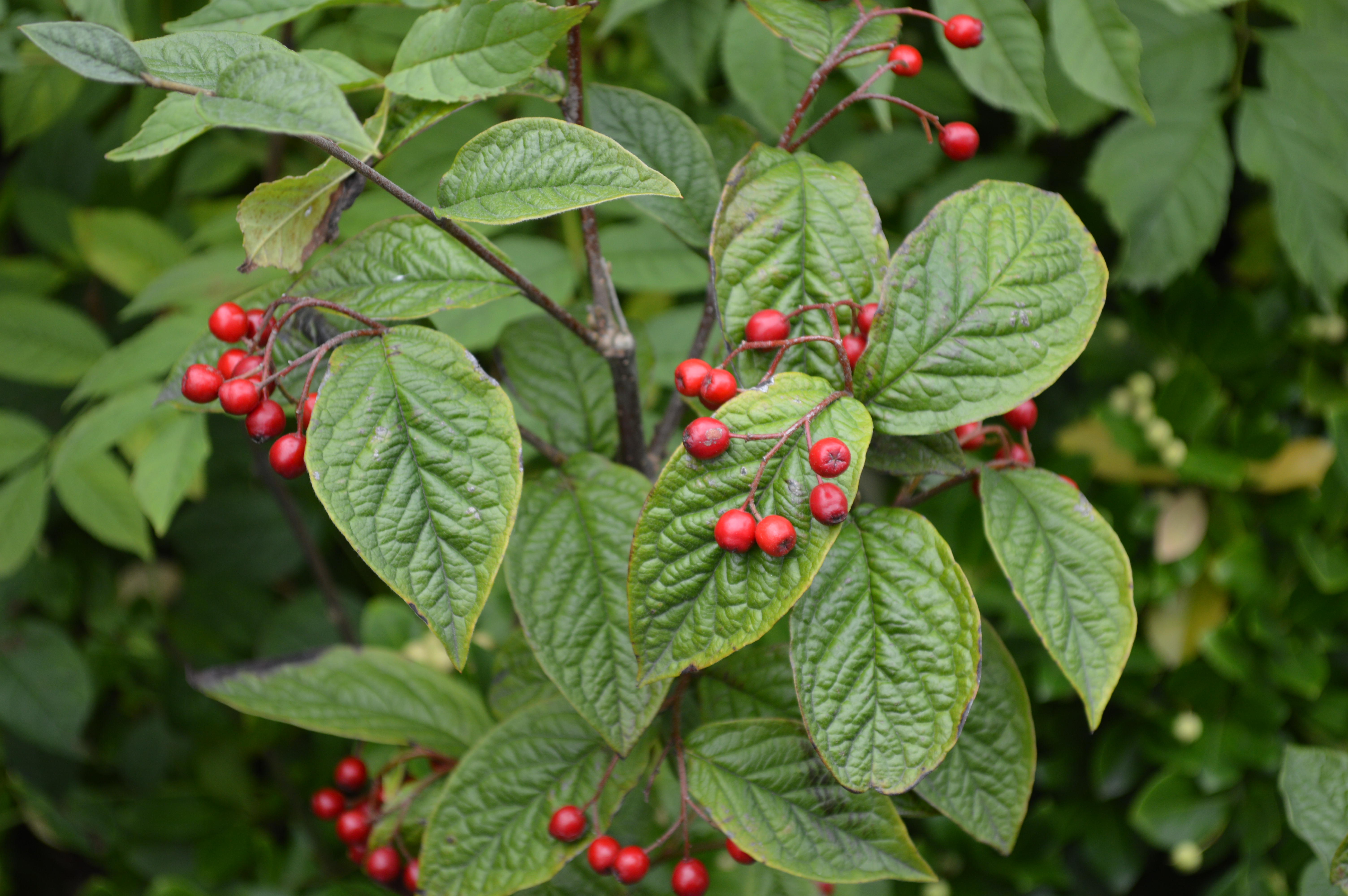 Bulet dværgmispel, Cotoneaster bullatus. Foto: iStock